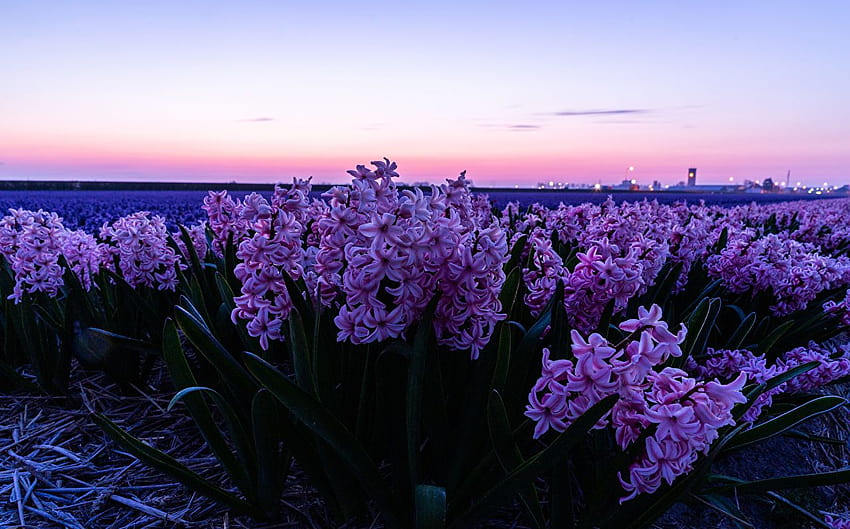 Warna pink Ladang bunga Hyacinths Wallpaper HD