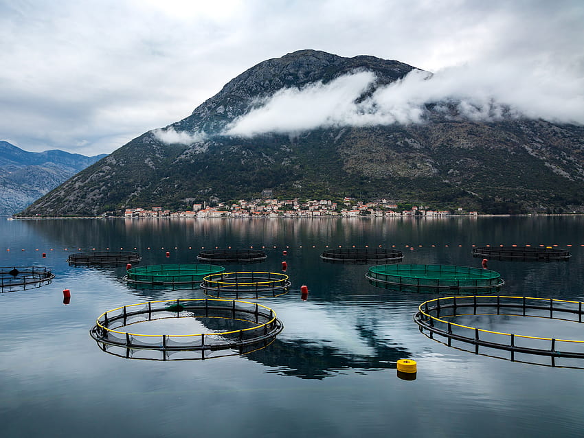 Aquaculture Might be the Key to Saving Fish from Extinction HD wallpaper