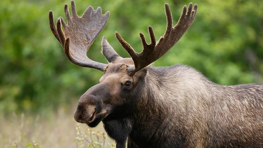 Moose HD wallpaper | Pxfuel