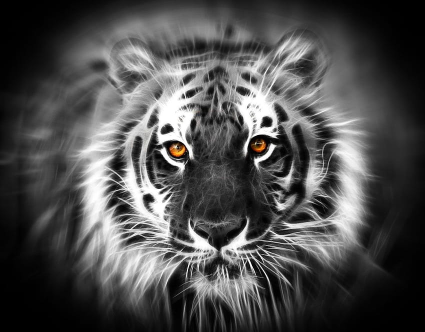 7 Gambar Harimau Macan Putih, macan putih siliwangi 高画質の壁紙