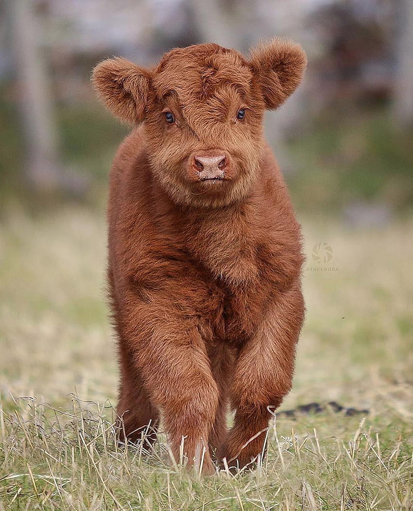 Fuzzy Highland Baby Cow、ふわふわの赤ちゃん牛 HD電話の壁紙
