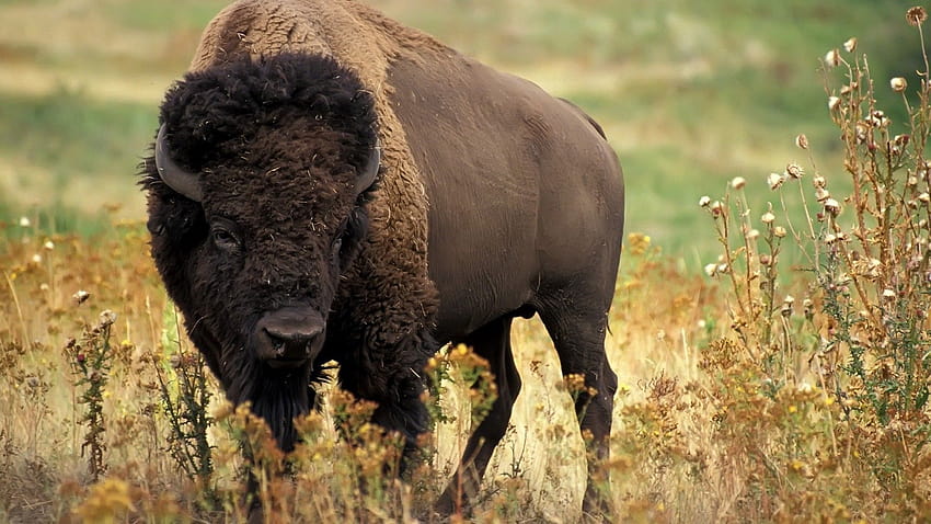 40 Bison, fighting bison HD wallpaper