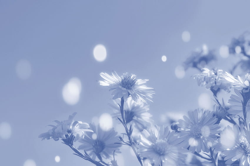 Flowers, blue,beautiful,illustration, light blue flowers HD wallpaper