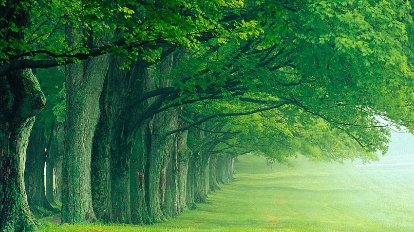 すべての緑の木々が一列に並び、一方向に向かって生きる、a、保護 高画質の壁紙