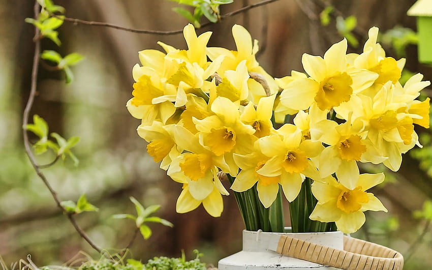 yellow daffodils, spring flowers, bouquet of daffodils, yellow flowers, daffodilly, Narcissus with resolution 1920x1200. High Quality, daffodils spring HD wallpaper