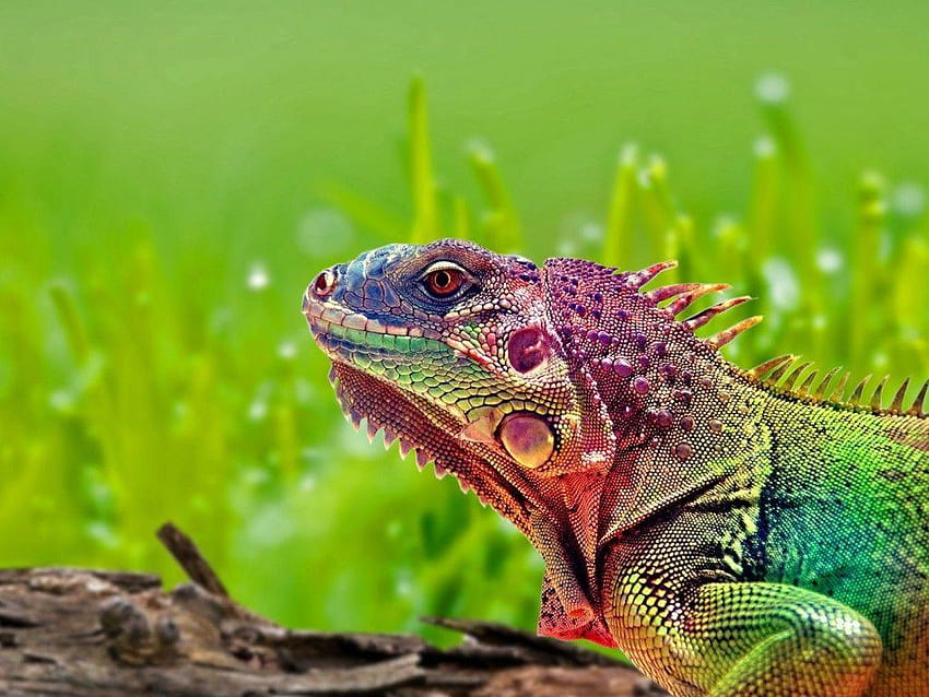 Rainbow lizard, colorful lizard HD wallpaper