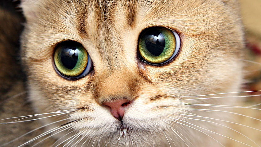 Sad cat eyes, sad eyes HD wallpaper | Pxfuel