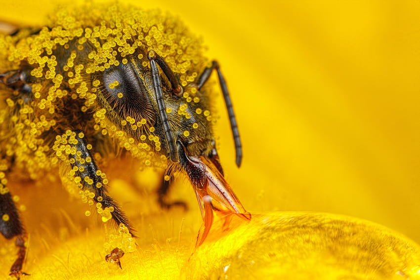 macro insect hymenoptera pollen bees / and Mobile Backgrounds HD wallpaper