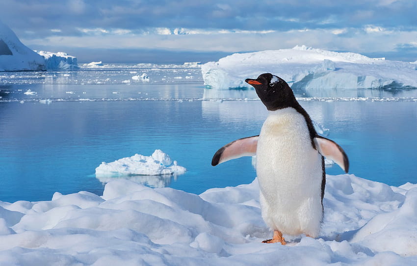 winter, sea, water, snow, pose, bird, ice, iceberg, ice, penguin, ice, wings, Antarctica , section животные, penguin on ice HD wallpaper
