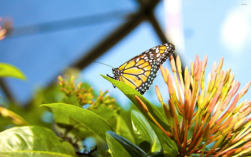 Monarch Butterfly [2], butterfly lake HD wallpaper