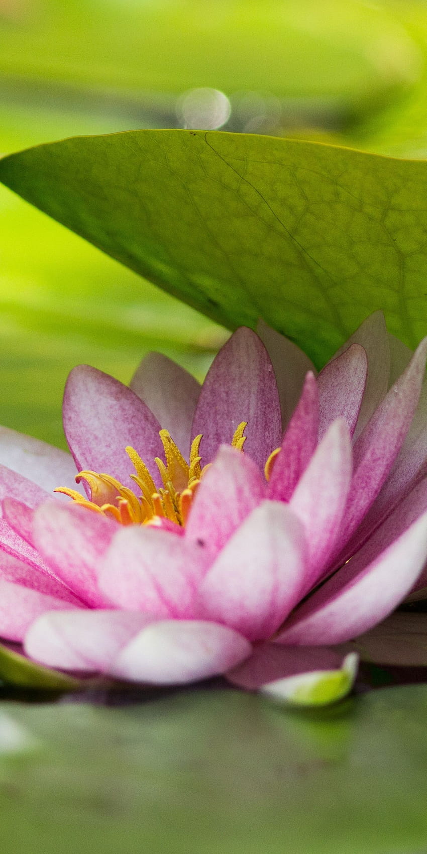 Green leaf and pink lotus, flower , 1440x2880, green lotus HD phone wallpaper