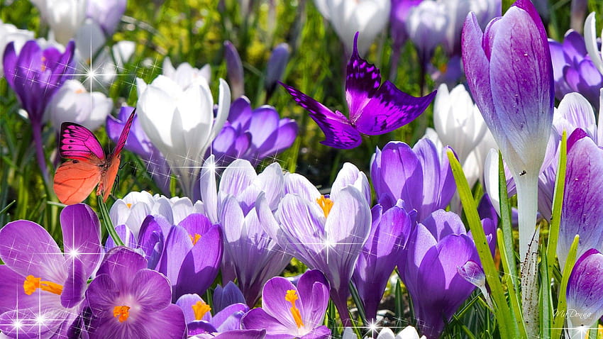 4 Spring Flowers Screensavers, first spring flowers HD wallpaper | Pxfuel