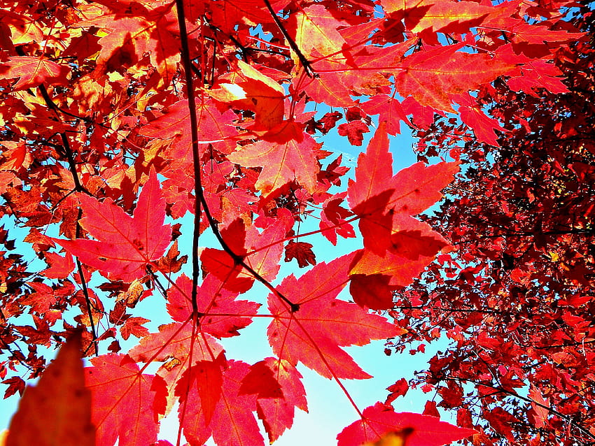 Fall Backgrounds Tumblr Laptop, autumn aesthetic laptop HD wallpaper