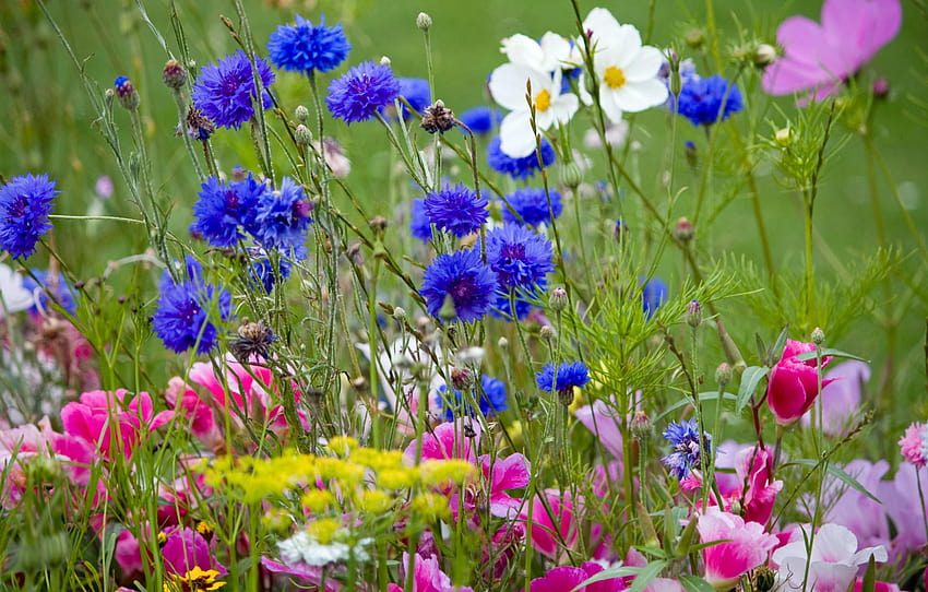 Диви цветя, диви, цветя, цветя, дренки, диви цветя на поляна HD тапет