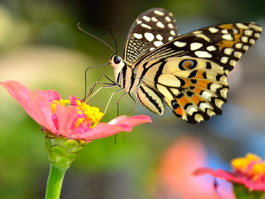 Insektenmonarch, bunter Schmetterling aus der Familie der Nymphalida, der in Nordamerika am bekanntesten ist. Ultra für Laptops, Tablets, Mobiltelefone und Fernseher: 13 HD-Hintergrundbild