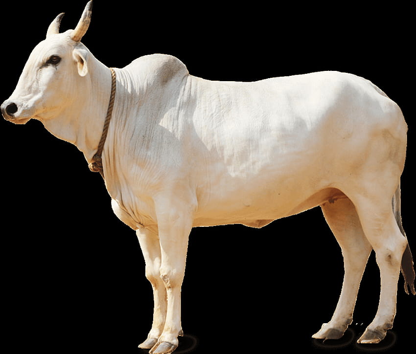 Мишел Лин за индийските породи говеда, индийска крава HD тапет