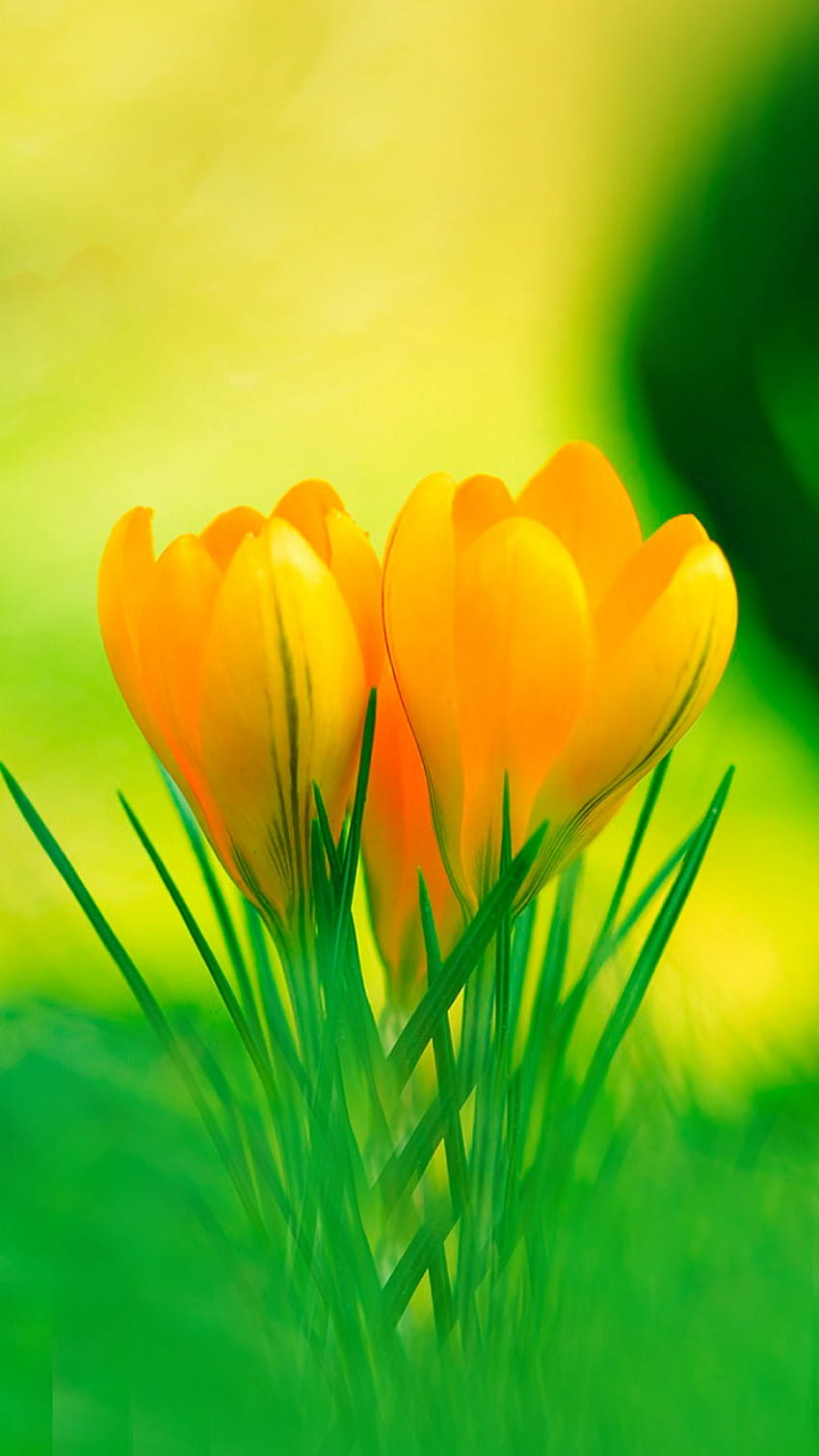 Yellow Crocus Flowers iphone 6 iPhone 6 750x1334 [750x1334] for your , Mobile & Tablet, yellow flowers iphone HD phone wallpaper