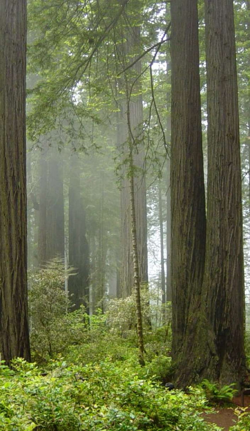 From Ewoks to Velociraptors: Exploring Redwood National Park, redwood national and state parks HD phone wallpaper