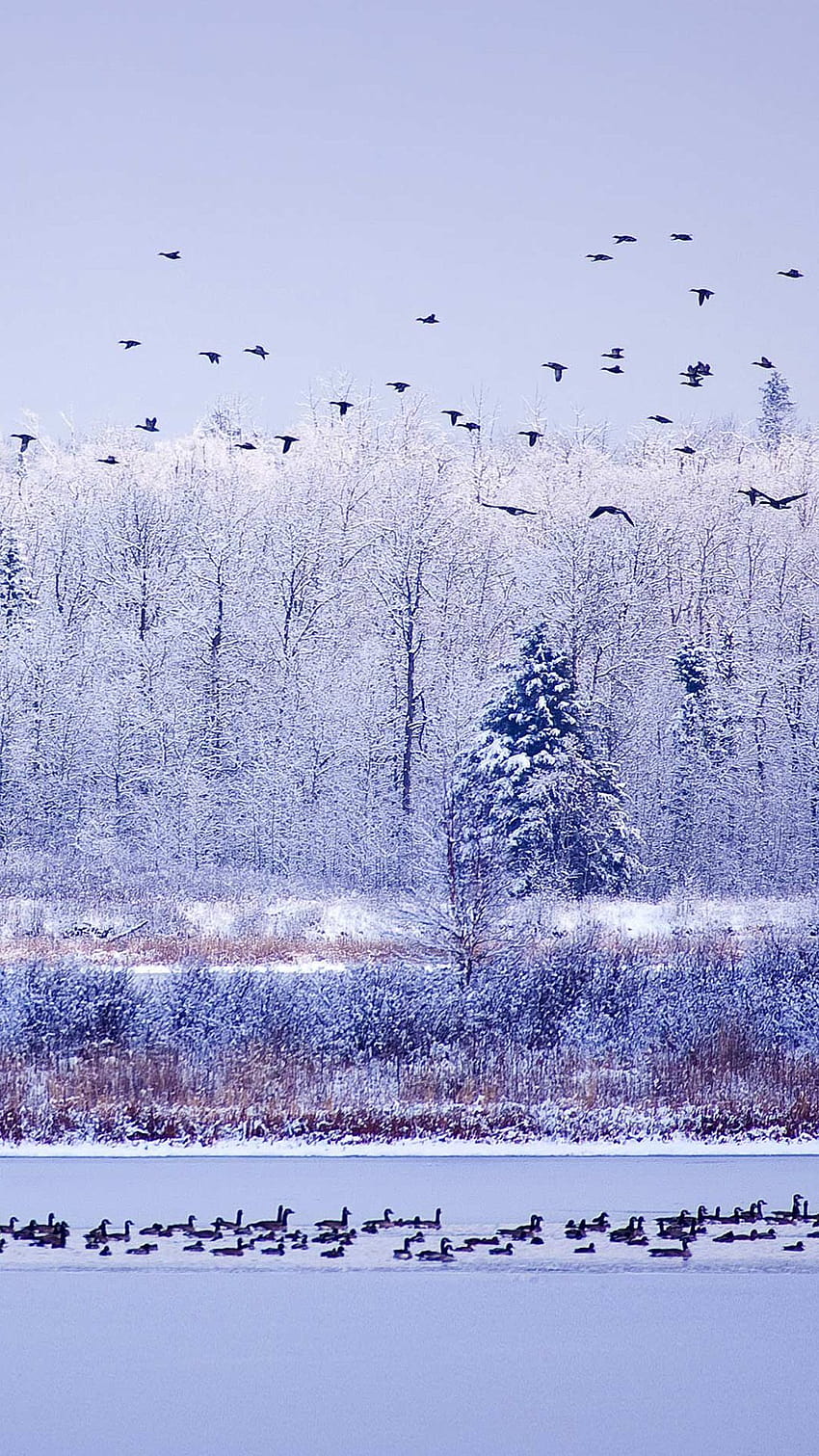 Aves migratorias del río de invierno fondo de pantalla del teléfono