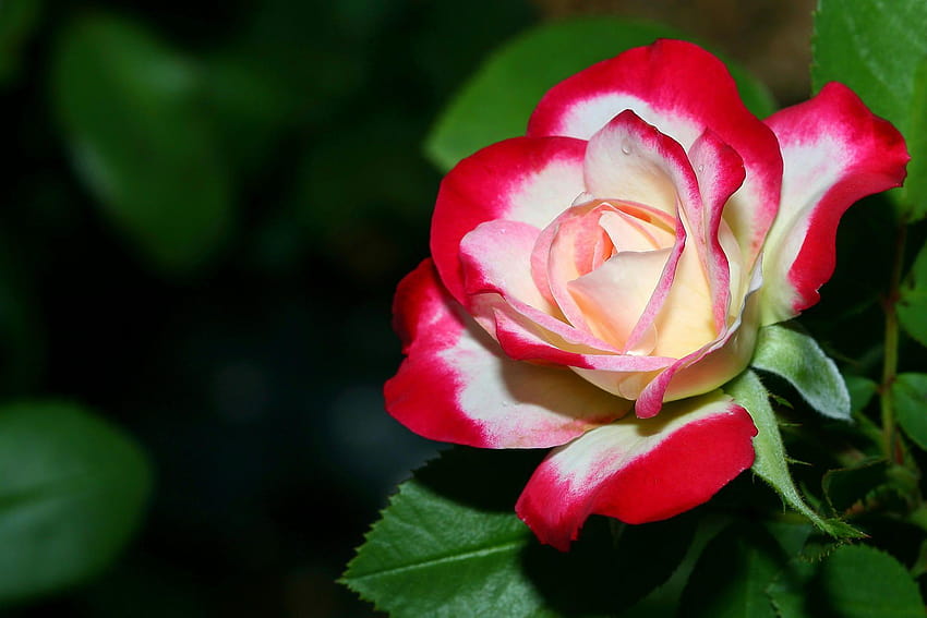 Rose Full Of Laptop ~ Gipsypixel, beautiful rose HD wallpaper