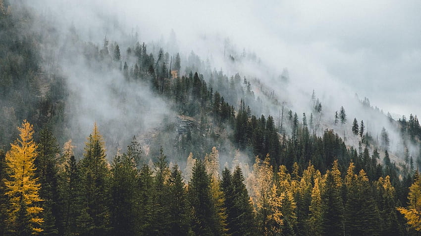 松林、霧の森 高画質の壁紙