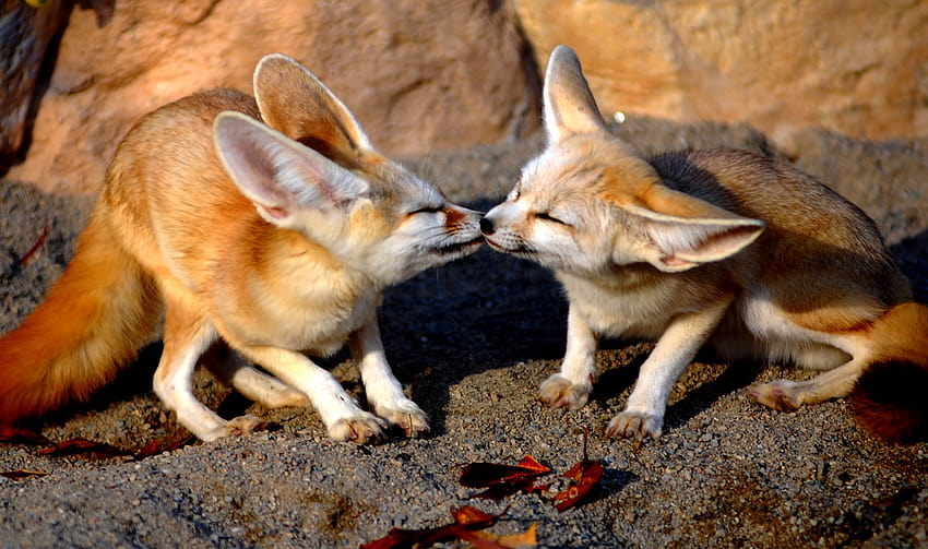 animals, fennec fox, desert fox HD wallpaper