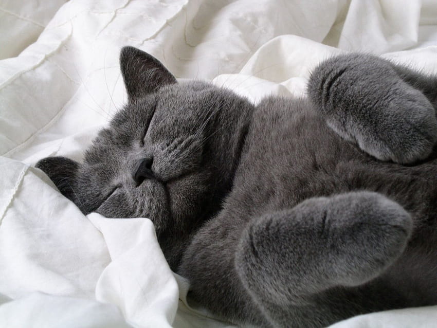 Fluffy Grey Cat, grey kittens HD wallpaper