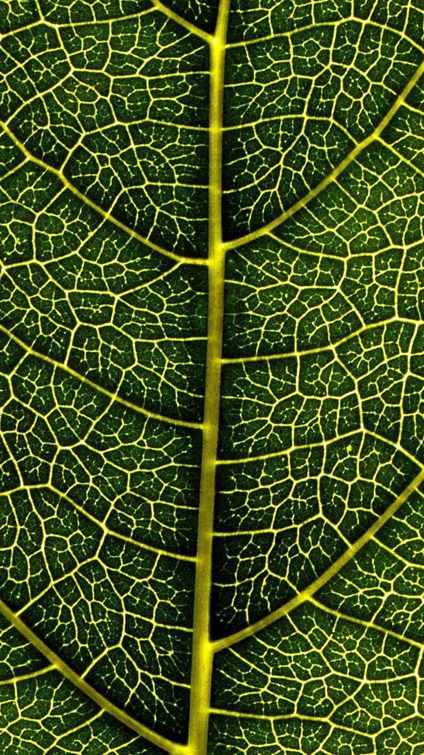 Iphone Leaf veins macro HD phone wallpaper