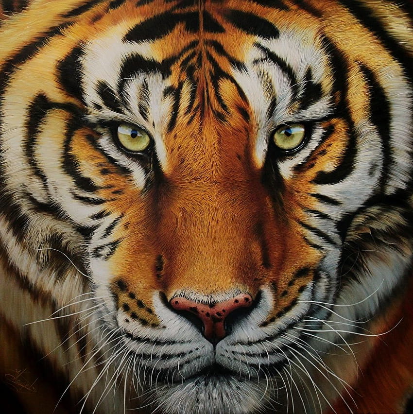Tigers Big cats Whiskers Snout animal Glance Closeup Painting, tiger face close up HD phone wallpaper