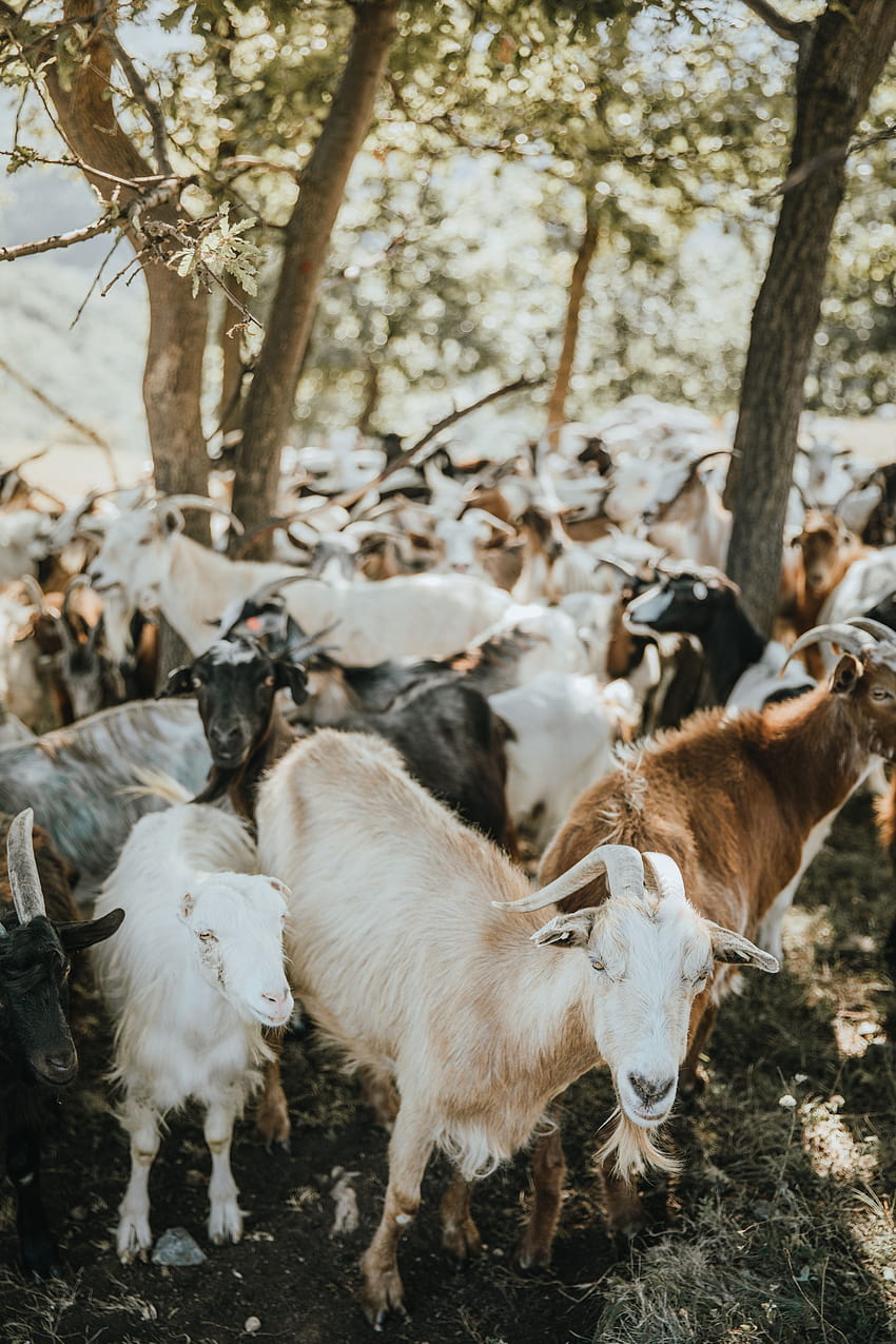 Herd of goats on brown field during daytime – Goat on HD phone