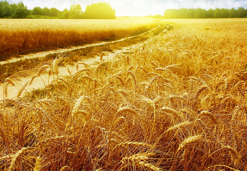 sun wheat fields HD wallpaper
