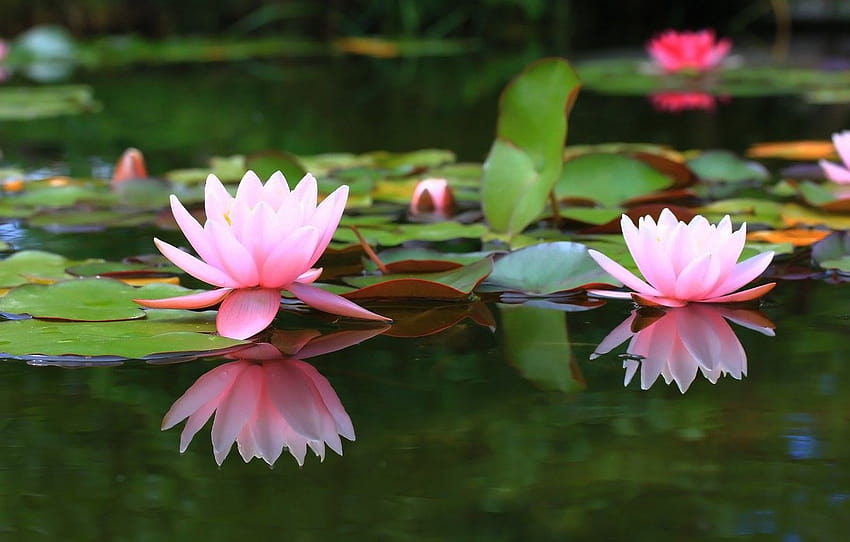 езерце, фон, водни лилии, водна лилия , раздел цветы HD тапет