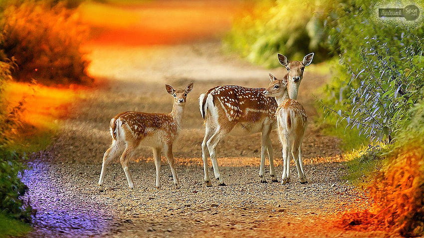 Deer HD wallpaper | Pxfuel