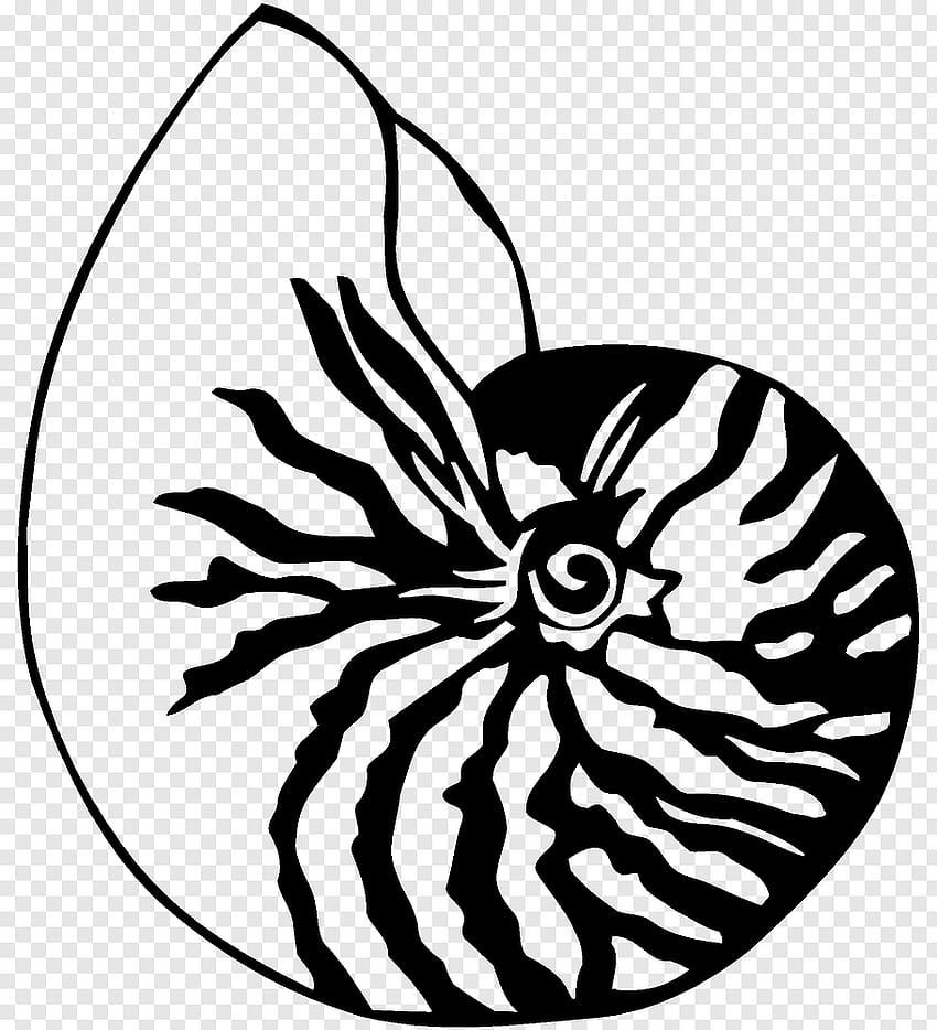 Drawing Seashell Chambered nautilus, SEA SHELL PNG, nautilidae HD phone wallpaper