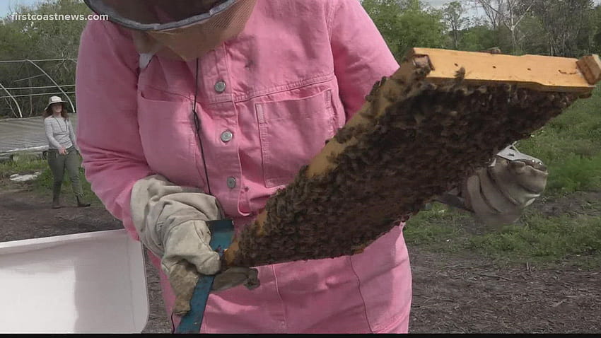 Stage di apicoltura offerto nel nord della Florida Sfondo HD