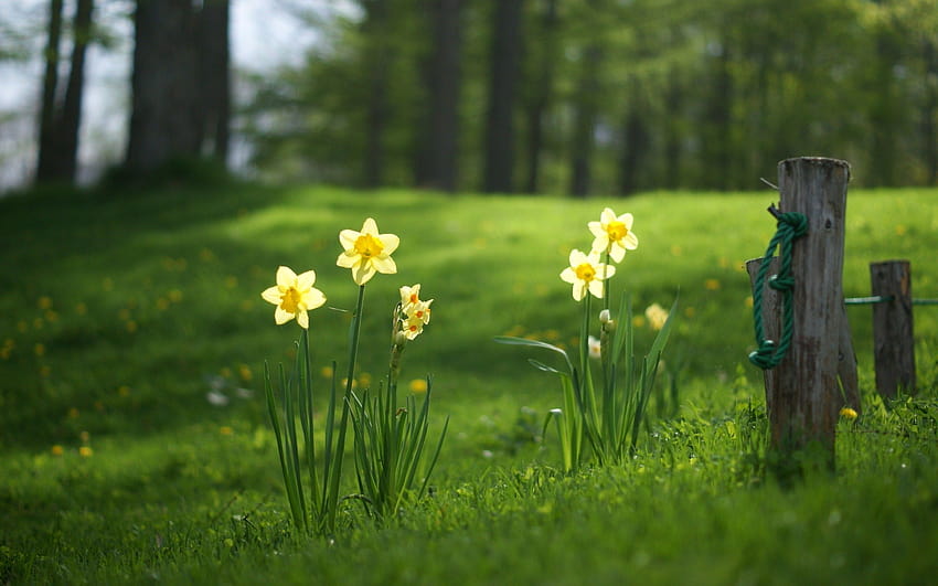 Best Flower Festivals in the Northwest