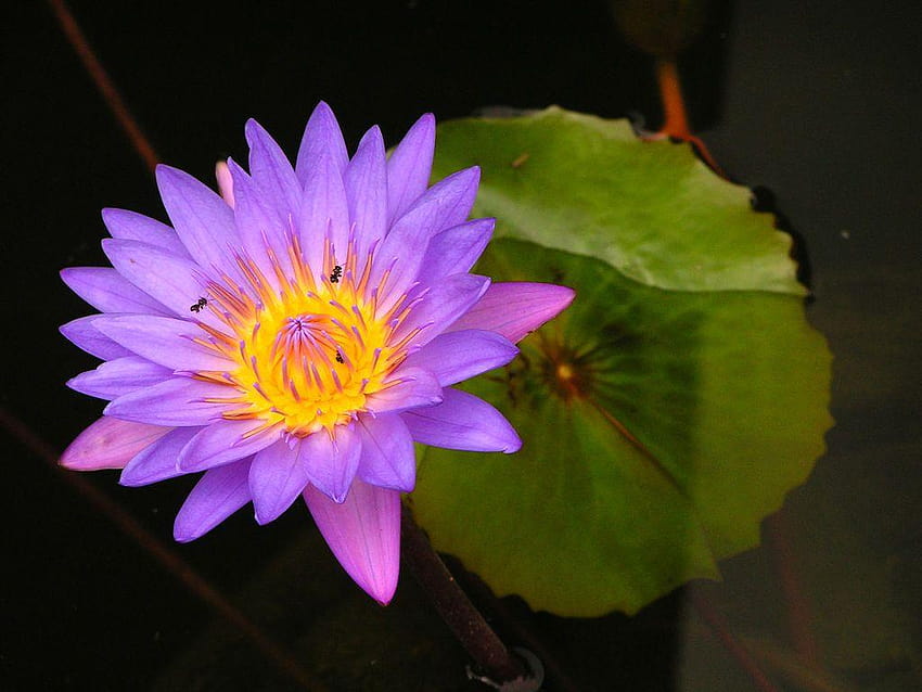 Purple Lotus Flower, lotus flowers HD wallpaper