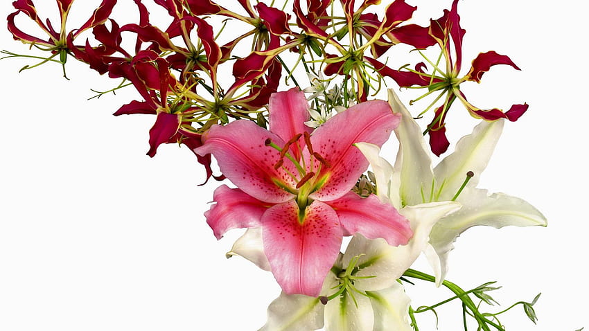 Backgrounds White and Lilies, pink and white lilies HD wallpaper | Pxfuel