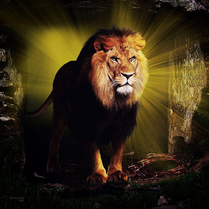 ユダのライオン by robhas1left, judah the lion HD電話の壁紙