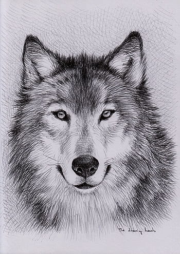 3,420 Wolf Draw Realistic Images, Stock Photos, 3D objects, & Vectors |  Shutterstock