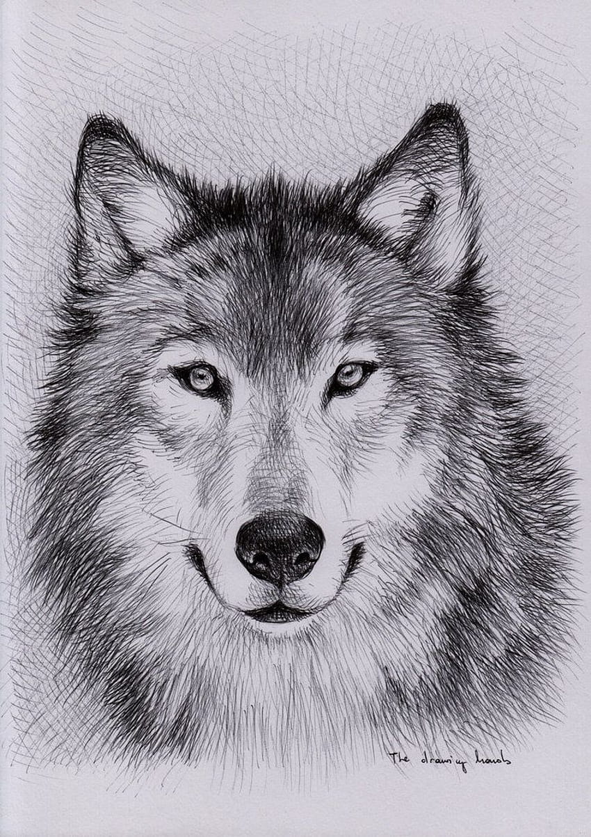 Howling Wolf Drawing Pic - Drawing Skill