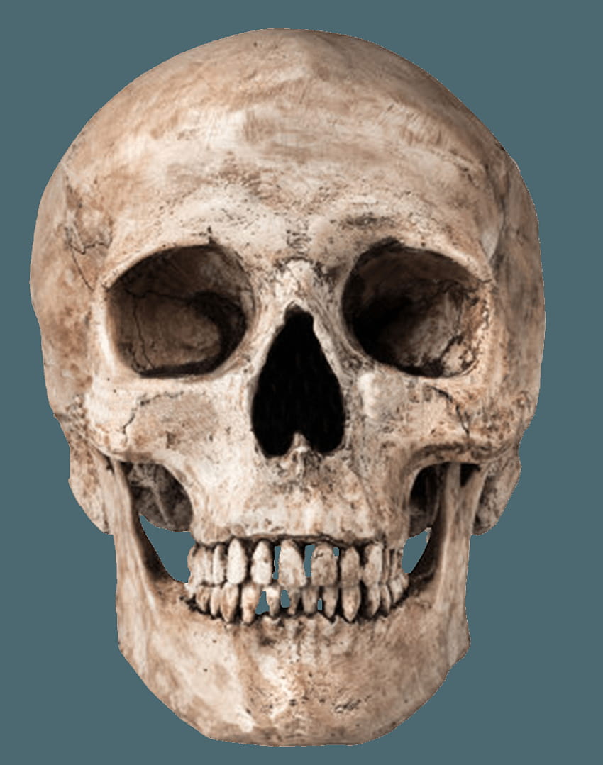 Cabeza de esqueleto PNG Cabeza de esqueleto transparente.PNG, de cabezas de calavera fondo de pantalla del teléfono
