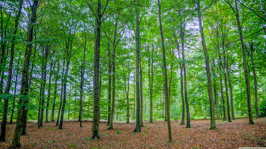 Green Deciduous Forest Ultra Backgrounds for U TV : & UltraWide & Laptop : Multi Display, Dual Monitor : Tablet : Smartphone HD wallpaper