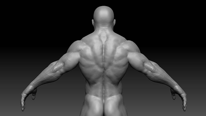Muscle Man, muscular HD wallpaper