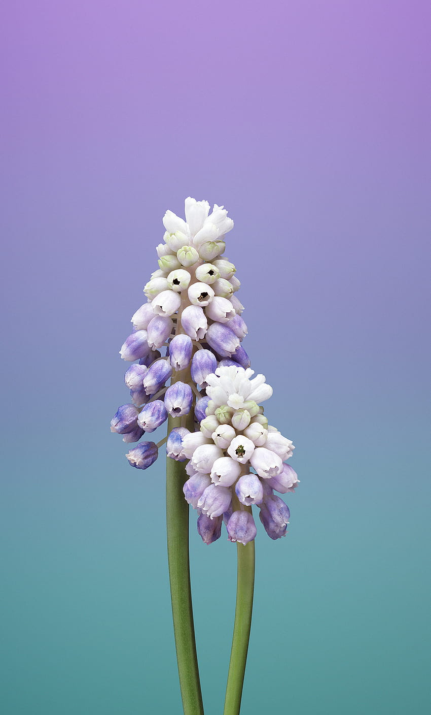 1280x2120 Ios 11 Flower Muscari iPhone , Backgrounds, and, iphone flower HD phone wallpaper