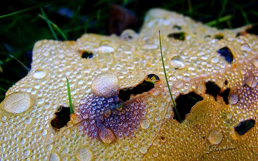 Grama: gotas de orvalho da chuva para cima natureza grama abstrata folha outono, orvalho da manhã nas folhas papel de parede HD