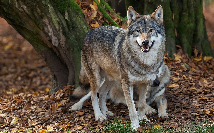 Wolves predators nurses autumn wolf HD wallpaper | Pxfuel