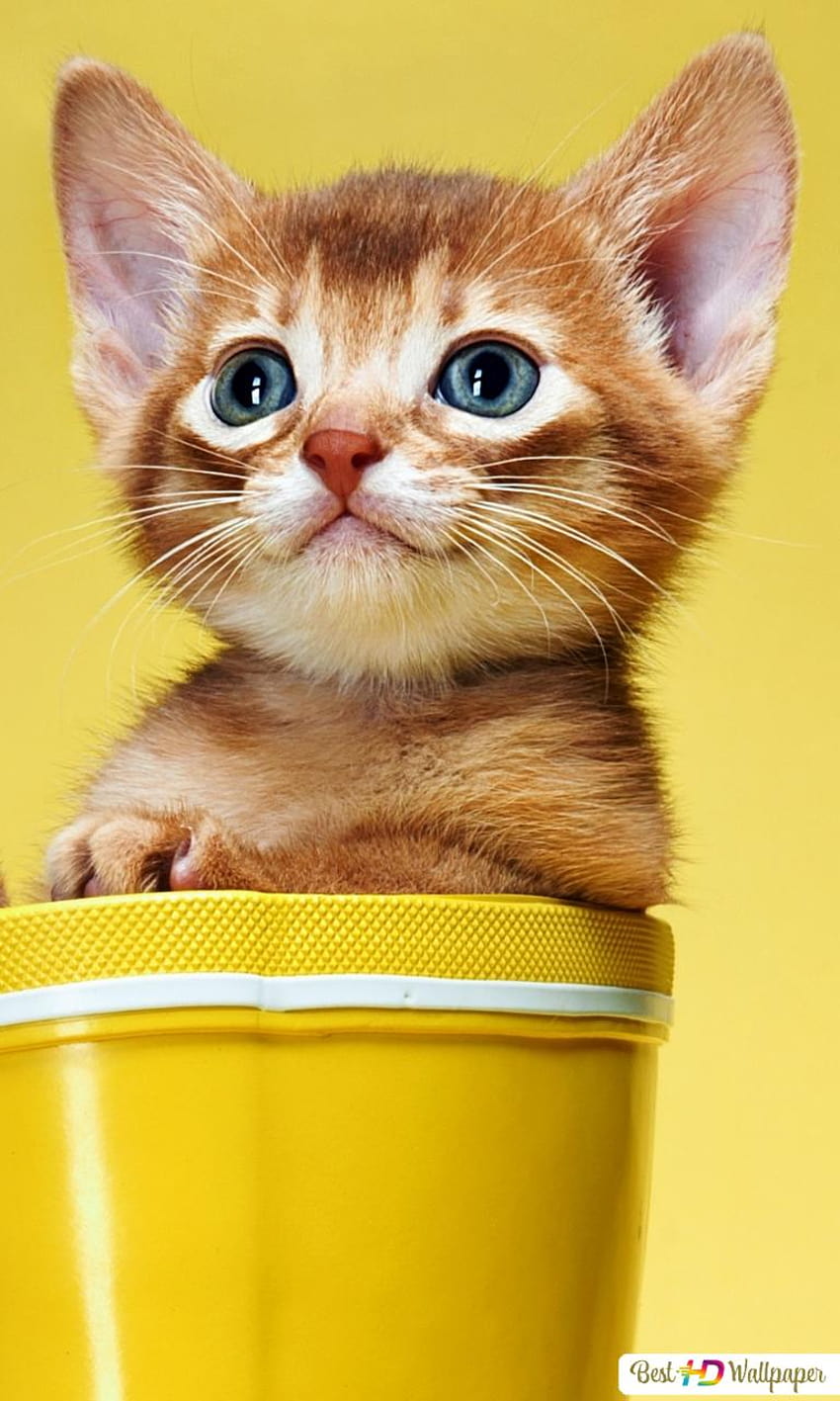 Adorable orang kitten in a yellow bucket HD phone wallpaper