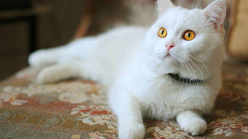 Cute white cat with orange eyes and Full [2560x1440] for your , Mobile & Tablet HD wallpaper