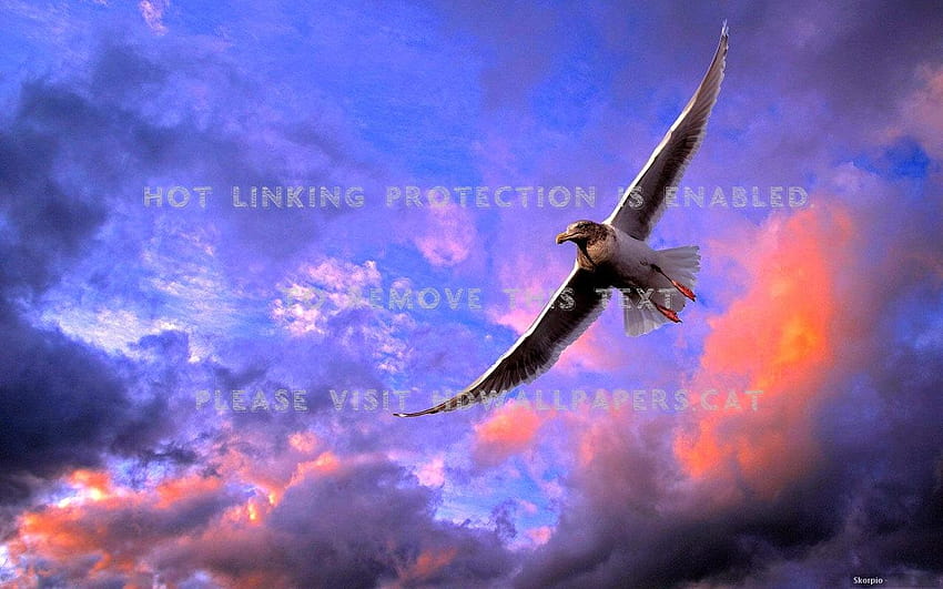 albatross sunset birds seabirds flight sky HD wallpaper